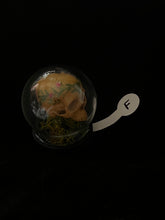 Load image into Gallery viewer, Painted Miniature Human Skull Diorama F
